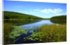 View of lake, cadia National Park, Maine, USA by Anonymous