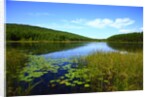 View of lake, cadia National Park, Maine, USA by Anonymous