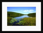 View of lake, cadia National Park, Maine, USA by Anonymous