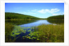 View of lake, cadia National Park, Maine, USA by Anonymous