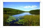View of lake, cadia National Park, Maine, USA by Anonymous