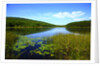 View of lake, cadia National Park, Maine, USA by Anonymous