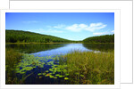 View of lake, cadia National Park, Maine, USA by Anonymous