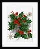 Christmas Greetings with Holly Leaves and Berries by Anonymous