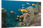 School of endemic Maldives Anemonefish by Anonymous