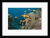 School of endemic Maldives Anemonefish by Anonymous