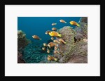 School of endemic Maldives Anemonefish by Anonymous