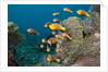 School of endemic Maldives Anemonefish by Anonymous