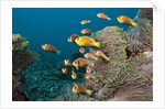 School of endemic Maldives Anemonefish by Anonymous