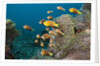 School of endemic Maldives Anemonefish by Anonymous