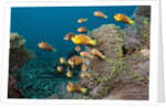 School of endemic Maldives Anemonefish by Anonymous