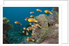 School of endemic Maldives Anemonefish by Anonymous