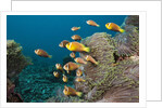 School of endemic Maldives Anemonefish by Anonymous