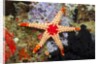 Red Mesh Starfish by Anonymous