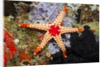 Red Mesh Starfish by Anonymous
