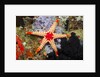Red Mesh Starfish by Anonymous