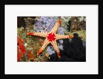 Red Mesh Starfish by Anonymous