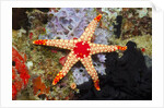 Red Mesh Starfish by Anonymous