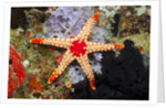 Red Mesh Starfish by Anonymous