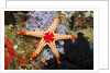 Red Mesh Starfish by Anonymous