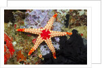 Red Mesh Starfish by Anonymous