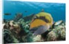 Moustache Triggerfish by Anonymous