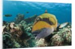 Moustache Triggerfish by Anonymous