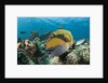 Moustache Triggerfish by Anonymous