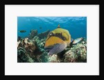 Moustache Triggerfish by Anonymous