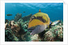 Moustache Triggerfish by Anonymous
