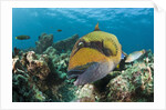 Moustache Triggerfish by Anonymous