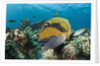 Moustache Triggerfish by Anonymous