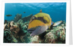 Moustache Triggerfish by Anonymous