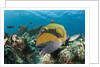 Moustache Triggerfish by Anonymous