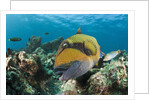 Moustache Triggerfish by Anonymous