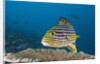 Oriental Sweetlips by Anonymous