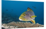 Oriental Sweetlips by Anonymous