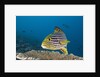 Oriental Sweetlips by Anonymous