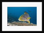 Oriental Sweetlips by Anonymous