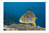 Oriental Sweetlips by Anonymous