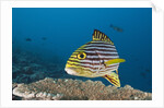 Oriental Sweetlips by Anonymous