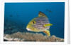 Oriental Sweetlips by Anonymous