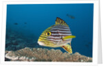 Oriental Sweetlips by Anonymous