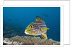 Oriental Sweetlips by Anonymous