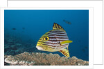 Oriental Sweetlips by Anonymous