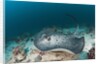 Black-spotted Stingray by Anonymous