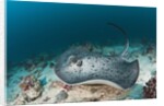 Black-spotted Stingray by Anonymous