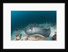 Black-spotted Stingray by Anonymous
