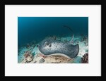 Black-spotted Stingray by Anonymous