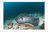 Black-spotted Stingray by Anonymous